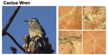 a thumbnail for BirdSat: Cross-View Contrastive Masked Autoencoders for Bird Species Classification and Mapping